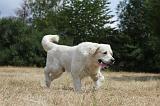 GOLDEN RETRIEVER 724